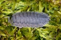 Woodlice (Porcellio scaber). Terrestrial crustaceans in the familiy Porcellionidae on the moss