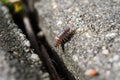 Woodlice on the sidewalk Royalty Free Stock Photo