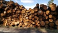 Woodlogs Royalty Free Stock Photo