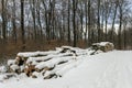 Woodlogs in the winter forest Royalty Free Stock Photo