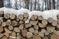 Woodlogs in the winter forest Royalty Free Stock Photo