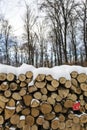 Woodlogs in the winter forest Royalty Free Stock Photo