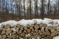 Woodlogs in the winter forest Royalty Free Stock Photo