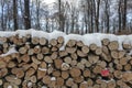 Woodlogs in the winter forest Royalty Free Stock Photo