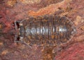 Woodlouse Royalty Free Stock Photo