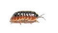 Woodlouse, Armadillidium klugii, isolated Royalty Free Stock Photo