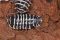 Woodlouse Armadillidium maculatum