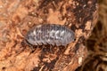 Woodlouse Armadillidium nasatum Royalty Free Stock Photo