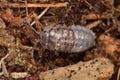 Woodlouse Armadillidium nasatum Royalty Free Stock Photo