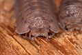 Woodlouse Armadillidium nasatum Royalty Free Stock Photo