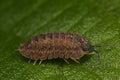 Woodlouse Royalty Free Stock Photo