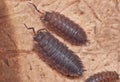 Woodlouse Royalty Free Stock Photo