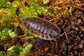 Woodlouse