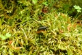 woodlouse on green moss clodeup natural forest texture background Royalty Free Stock Photo