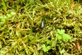 woodlouse on green moss clodeup natural forest texture background Royalty Free Stock Photo