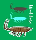 Woodlouse Insects Vectors