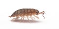 Side view of a woodlouse Royalty Free Stock Photo