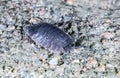 Woodlouse Royalty Free Stock Photo