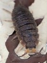 Woodlouse Pill Bug macro compound eyes