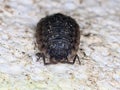 Woodlouse Pill Bug