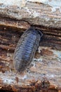 Woodlouse