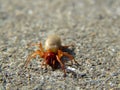 The Woodlouse Spider (Dysdera crocata)