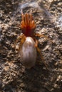 woodlouse spider (Dysdera crocata)