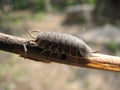 Woodlouse Royalty Free Stock Photo