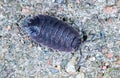 Woodlouse Royalty Free Stock Photo