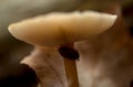 A woodlouse under a wild mushroom Royalty Free Stock Photo