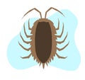 Woodlouse Vector Insect