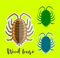 Woodlouse Vector Insects