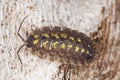 Woodlouse on wood Royalty Free Stock Photo