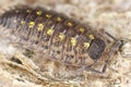 Woodlouse on wood Royalty Free Stock Photo