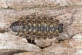 Woodlouse on wood Royalty Free Stock Photo