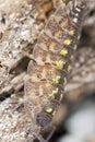 Woodlouse on wood, extreme close-up