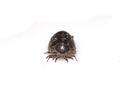 Woodlouse Wood Louse crustacean On White Background