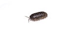 Woodlouse Wood Louse crustacean On White Background Royalty Free Stock Photo