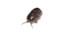 Woodlouse Wood Louse crustacean On White Background Royalty Free Stock Photo