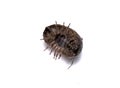 Woodlouse Wood Louse crustacean On White Background