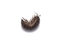 Woodlouse Wood Louse crustacean On White Background Royalty Free Stock Photo