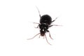 Woodlouse Wood Louse crustacean On White Background