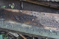 woodlouse on a wooden board