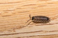 Woodlouse on wooden texture. Woodlouse Armadillidium nasatum. Wood louse on wooden floor. Single woodlouse on home floor. Royalty Free Stock Photo