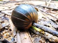 A woodlouse woodlice is a crustacean from the monophyletic suborder Oniscidea within the isopods. Royalty Free Stock Photo