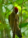 Woodpecher in habitat in  searching Royalty Free Stock Photo