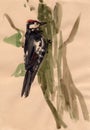 Woodpecker Royalty Free Stock Photo