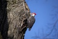 Woodpecker Royalty Free Stock Photo