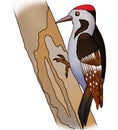 Woodpecker