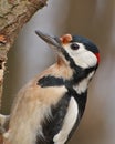 Woodpecker